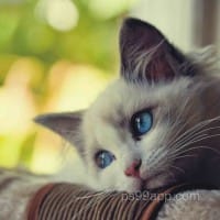 Ảnh đại diện của Liễu Thùy My